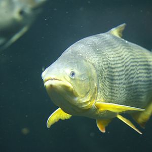 Dorado (Salminus brasiliensis)