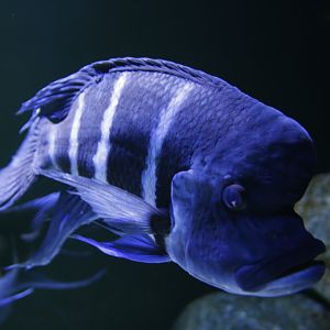 Frontosa (Cyphotilapia frontosa)
