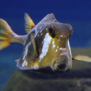 Buffalo trunkfish (Lactophrys trigonus)