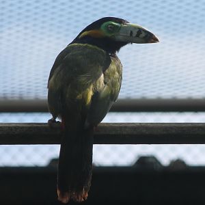 Spot-billed aracari