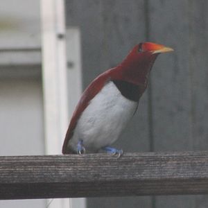 King bird of paradise