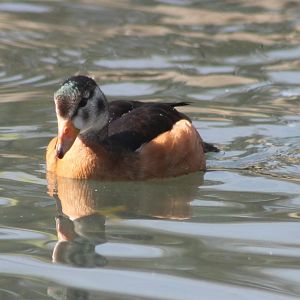 African pygmy goose