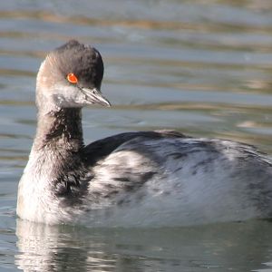 Black-necked grebe