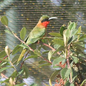 Red-throated bee-eater
