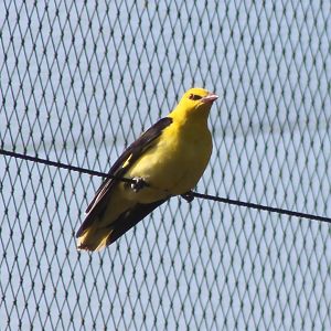 Golden oriole