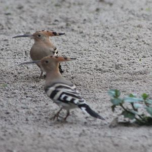 Hoopoes