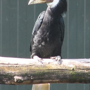 Papua hornbill - female