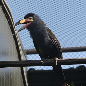 Plate-billed mountain-toucan