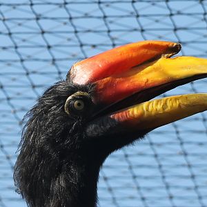 Rhinoceros hornbill