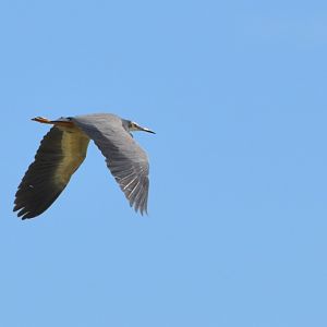 White-faced heron