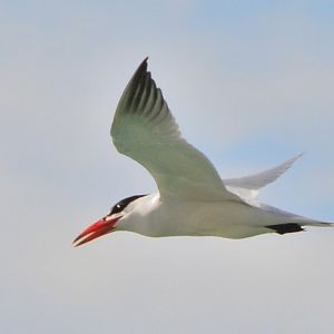 Caspian tern