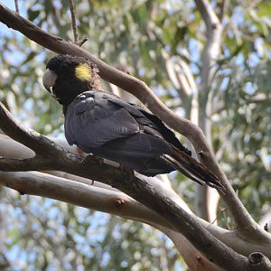 Yellow-tailed black cockatoo