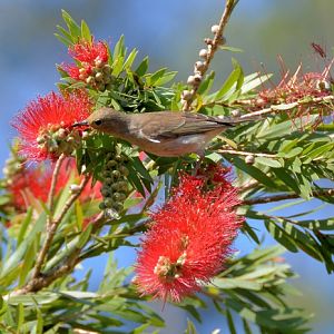 Female Scarlet honeyeater