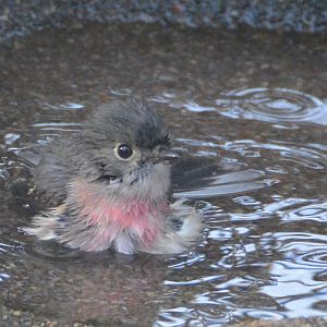 Rose robin.  Bathing in front garden