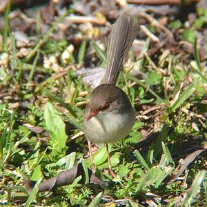 Female Superb fairy-wren