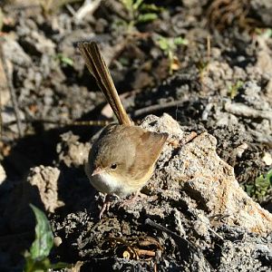 Female Variegated  fairy-wren