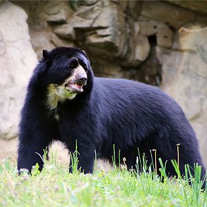 Quito the Andean Bear