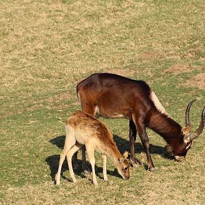 Nile Lechwe with Fawn