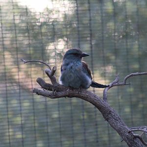 Western European Roller