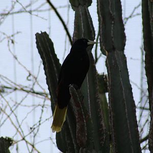 Crested Oropendola