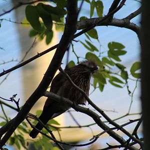 Lilac-Throated Roller