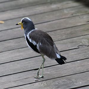 White-Crowned Lapwing