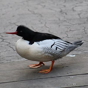 Chinese Merganser