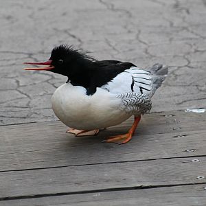 Chinese Merganser