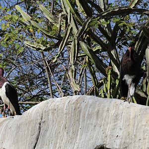 Abdim's & Storm's Storks