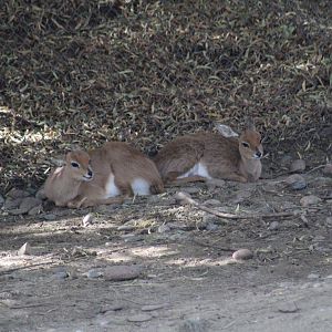 Cape Steenbok