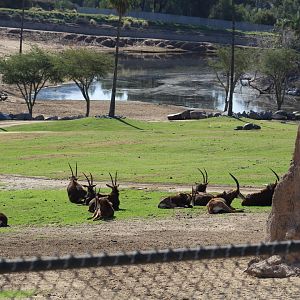 Southern Sable Antelope