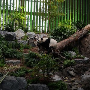 Panda Passage Giant Panda Indoor Exhibit #1