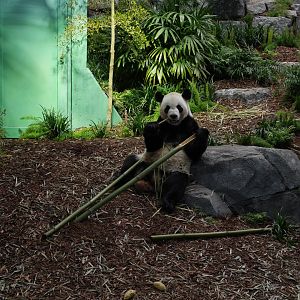 Panda Passage Giant Panda Indoor Exhibit #1