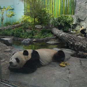 Panda Passage Giant Panda Indoor Exhibit #2