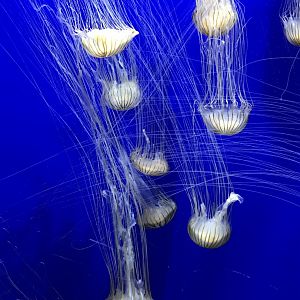 Japanese sea nettles