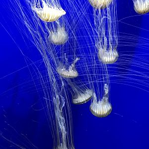 Japanese sea nettles