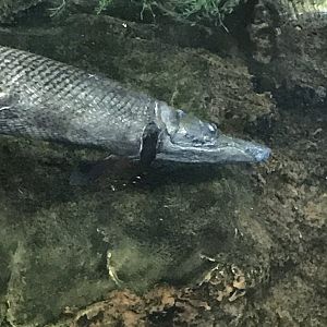 Alligator gar