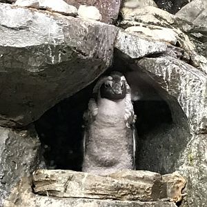 African penguin