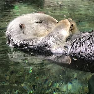 Southern sea otter
