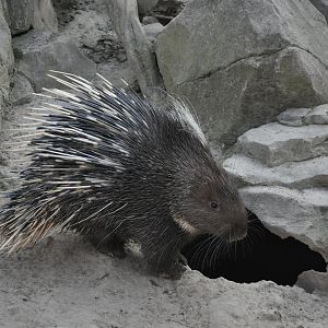 2016-02-08 Malayan porcupine