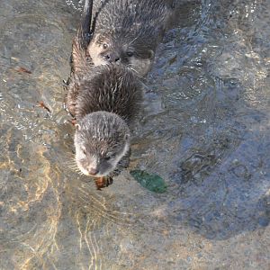 2016-02-08 Asian small-clawed otter