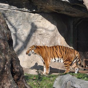 2016-02-08 South China tiger
