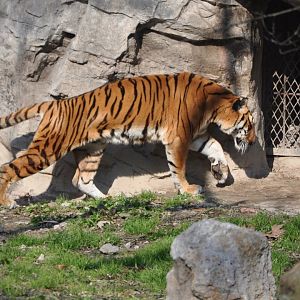 2016-02-08 South China tiger