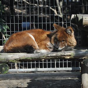 2016-02-08 An OLD Dhole
