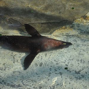 2016-02-08 Brown fur seal