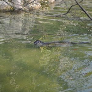 2016-02-08 Spotted seal