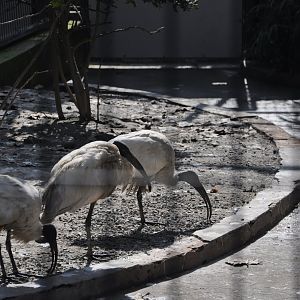 2016-02-08 Oriental white ibis
