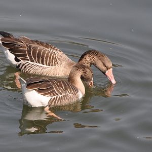 2016-02-08 Greater white-fronted goose