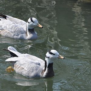 2016-02-08 Bar-headed goose