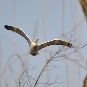 2016-02-08 Great white pelican flying